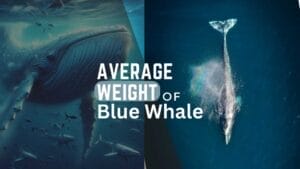 average weight of blue whale