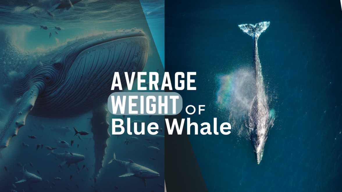 Discover The Weight of a Blue Whales | The Marine Mammal