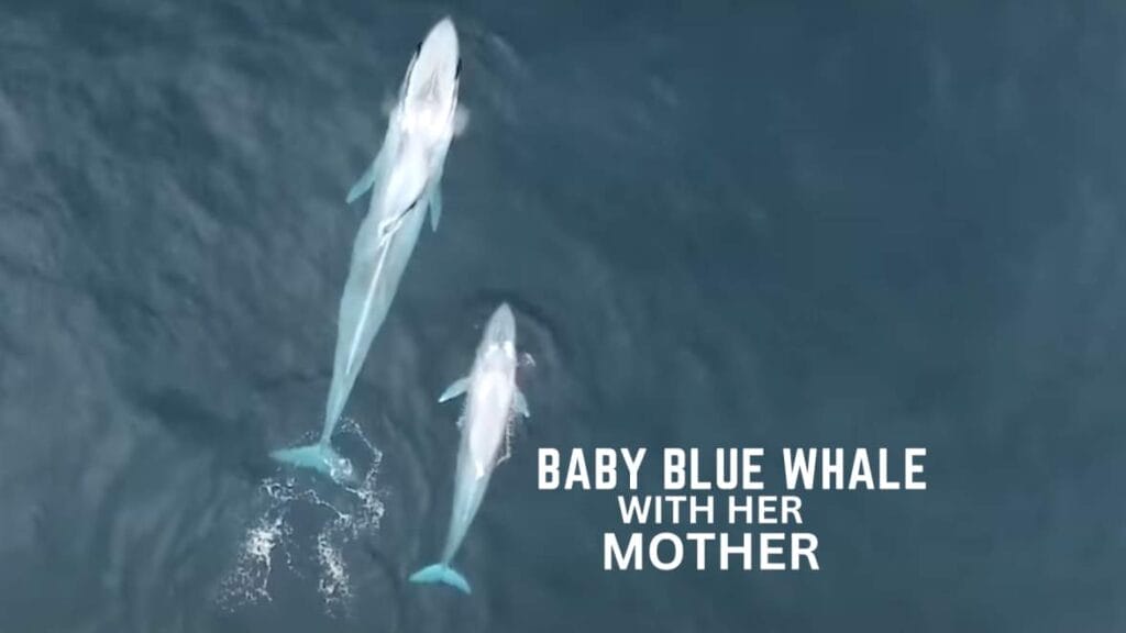 baby blue whale