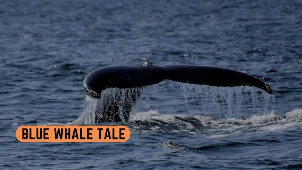 blue whale tale
tale of blue whale