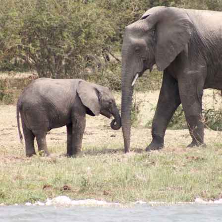 Baby Elephant Weight