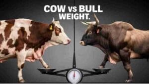 how much does cow vs bull weight