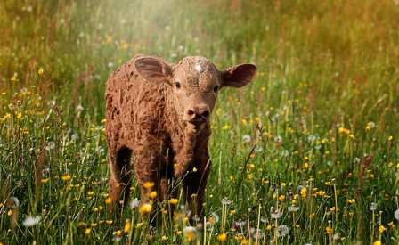 A baby cow is known as a calf, typically younger than two years old. Most calves weigh between 65 and 90 pounds (29 to 41 kilograms) at birth, depending on their breed.