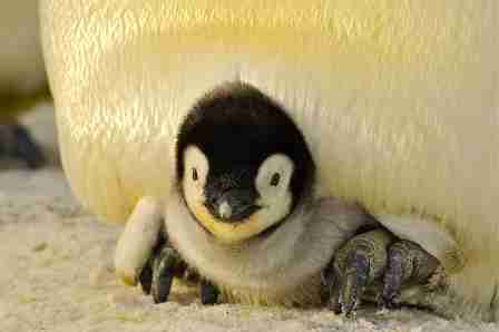 Baby African Penguins