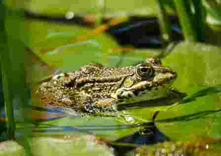 Tree Frogs