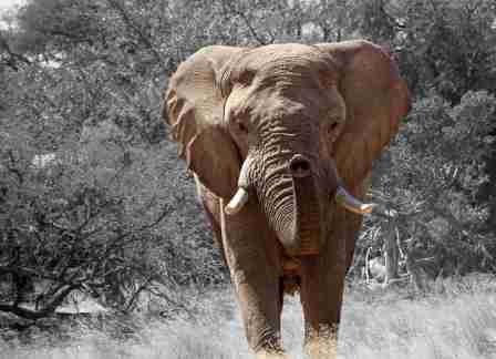 African Elephant Weight