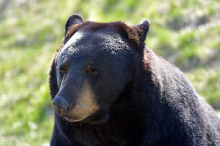 Female American black bear that weigh around 400 pound