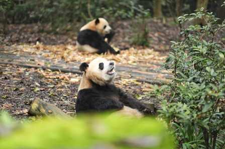 Giant panda that weigh around 400 pound