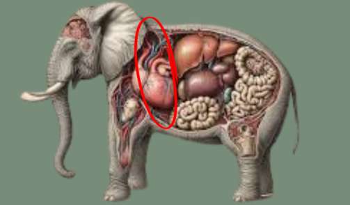 The Heart Of An Elephant that weigh around 40 lbs