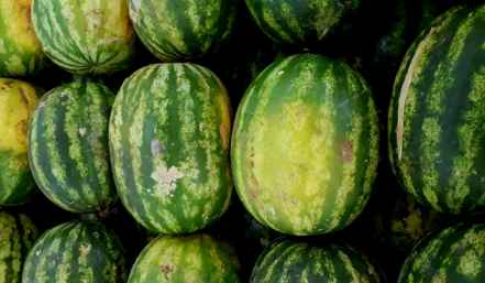 Two medium-sized watermelons that weigh around 40 lbs