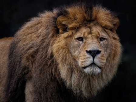 lion that weigh around 400 pounds